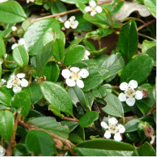 Bearberry cotoneaster seeds