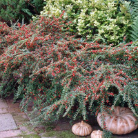 Cotoneaster horizontalis seeds
