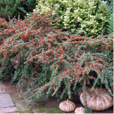 Cotoneaster horizontalis seeds