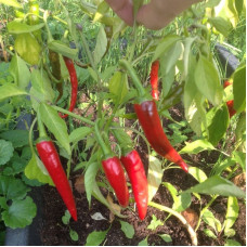 Hot pepper seeds «Eagle claw»