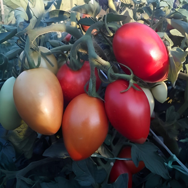 Tomato seeds «Juncker»