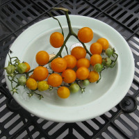 Tomato seeds «Orange caviar»