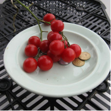 Tomato seeds «Red caviar»