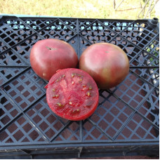 Насіння томату «Гордість Пірса»