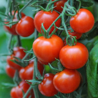 Tomato seeds «Lucky»