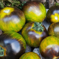 Семена томата «Сине-зелёная зебра»