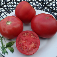 Tomato seeds «Arkansas traveler»