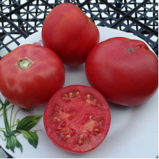 Насіння томату «Мандрівник Арканзасу»