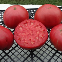 Насіння томату «Аміш картопляний лист»