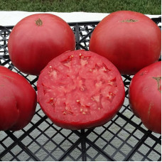 Насіння томату «Аміш картопляний лист»