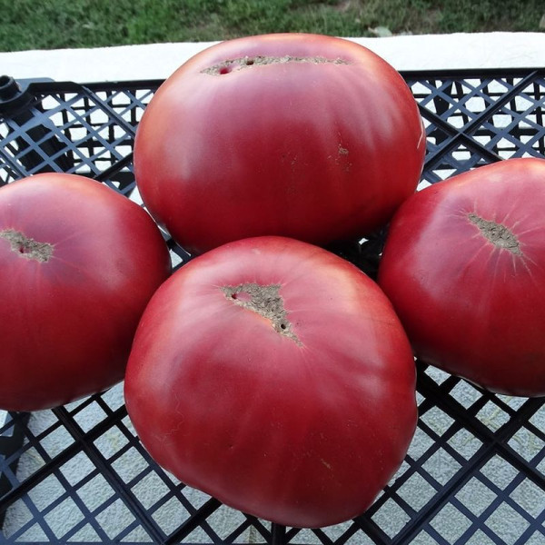 Насіння томату «Аміш картопляний лист»