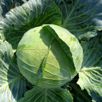 Cabbage seeds «Kolobok»