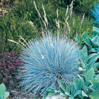 Gray fescue seeds