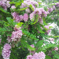 Насіння робінії клейкої