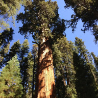 Giant sequoia seeds