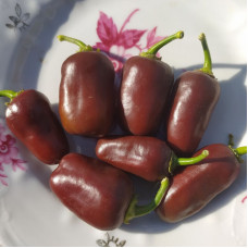 Hot pepper seeds «Brown egg»