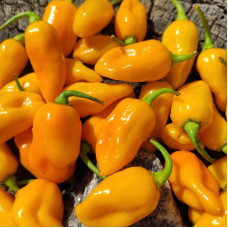 Hot pepper seeds «Datil yellow»