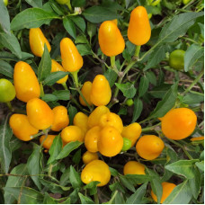 Hot pepper seeds «Mambo orange»