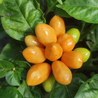 Hot pepper seeds «Pimento Caixo»