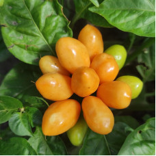 Hot pepper seeds «Pimento Caixo»