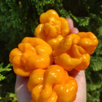 Hot pepper seeds «Papa Joes scotch bonnet»