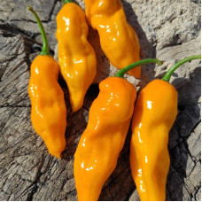 Hot pepper seeds «Habanero hot lemon»