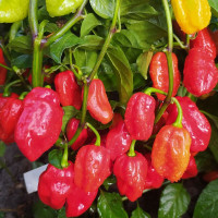 Hot pepper seeds «Habanero Tobago seasoning»