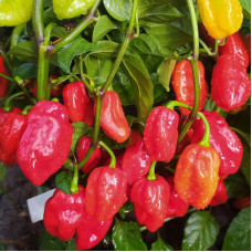 Hot pepper seeds «Habanero Tobago seasoning»