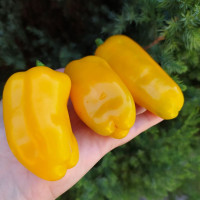 Семена перца сладкого «Халапеньо лимонная специя гигант №2»