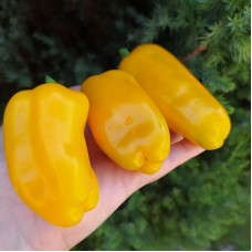 Hot pepper seeds «Halapeno Lemon spice giant №2»