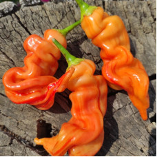 Hot pepper seeds «Sugar rush stripey»