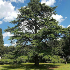 Lebanese cedar seeds