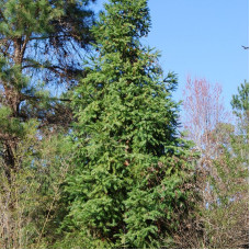 Cunninghamia lanceolata seeds