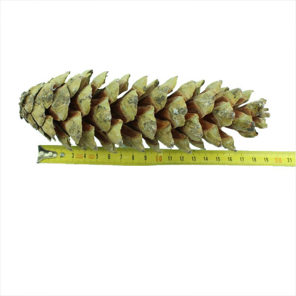 Насіння сосни гімалайської