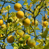 Trifoliate orange seeds