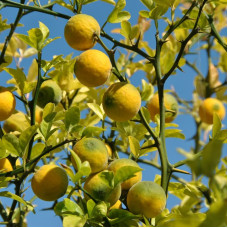 Trifoliate orange seeds