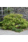 Downy Japanese maple seeds
