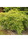 Downy Japanese maple seeds