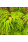 Downy Japanese maple seeds