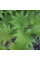 Downy Japanese maple seeds
