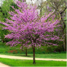 Cercis Canadian seeds