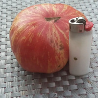 Tomato seeds «Chameleon»
