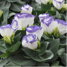 Lisianthus seeds «Carmen Blue Rim» F1