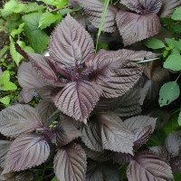 Семена периллы овощной