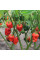 Hot pepper seeds «Carolina reaper red»