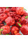 Hot pepper seeds «Carolina reaper red»