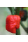 Hot pepper seeds «Carolina reaper red»