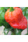 Hot pepper seeds «Carolina reaper red»