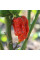 Hot pepper seeds «Carolina reaper red»