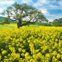 Chinese mustard seeds
